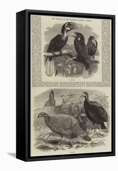 New Arrivals at the Zoological Society's Gardens-Thomas W. Wood-Framed Stretched Canvas