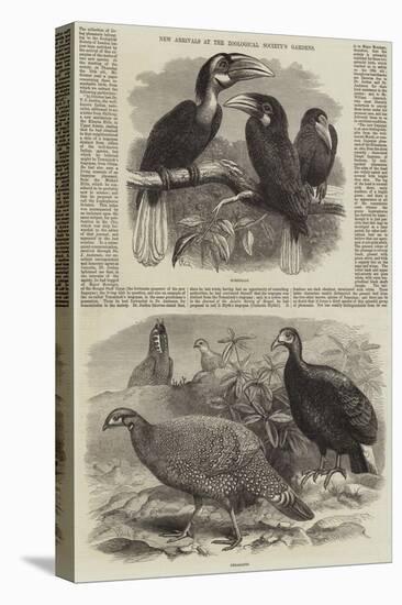 New Arrivals at the Zoological Society's Gardens-Thomas W. Wood-Stretched Canvas