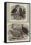 New Arrivals at the Zoological Society's Gardens-Thomas W. Wood-Framed Stretched Canvas