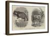 New Arrivals at the Zoological Society's Gardens-Thomas W. Wood-Framed Giclee Print