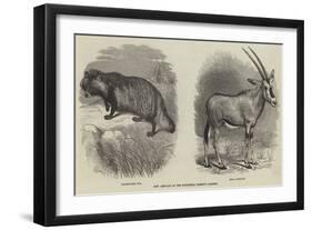 New Arrivals at the Zoological Society's Gardens-Thomas W. Wood-Framed Giclee Print