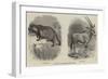 New Arrivals at the Zoological Society's Gardens-Thomas W. Wood-Framed Giclee Print