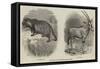 New Arrivals at the Zoological Society's Gardens-Thomas W. Wood-Framed Stretched Canvas