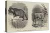 New Arrivals at the Zoological Society's Gardens-Thomas W. Wood-Stretched Canvas