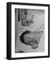New Babies Filling the Maternity Wards of the Hospitals-Nina Leen-Framed Photographic Print