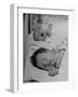 New Babies Filling the Maternity Wards of the Hospitals-Nina Leen-Framed Photographic Print