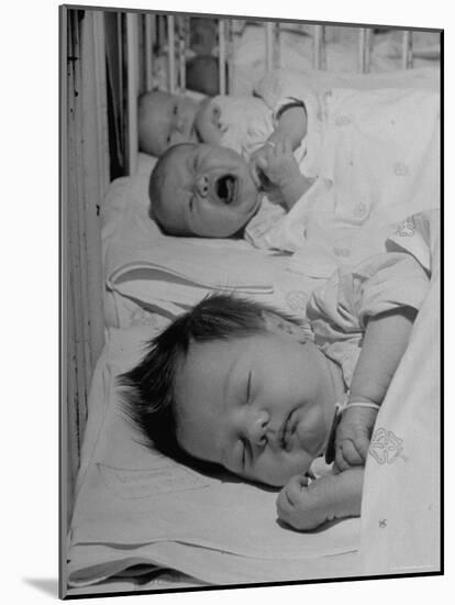 New Babies Filling the Maternity Wards of the Hospitals-Nina Leen-Mounted Photographic Print