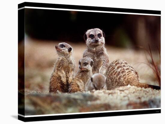 New Baby Meerkats at Edinburgh Zoo, September 1999-null-Stretched Canvas