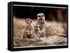 New Baby Meerkats at Edinburgh Zoo, September 1999-null-Framed Stretched Canvas