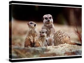 New Baby Meerkats at Edinburgh Zoo, September 1999-null-Stretched Canvas