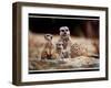 New Baby Meerkats at Edinburgh Zoo, September 1999-null-Framed Photographic Print