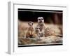 New Baby Meerkats at Edinburgh Zoo, September 1999-null-Framed Photographic Print