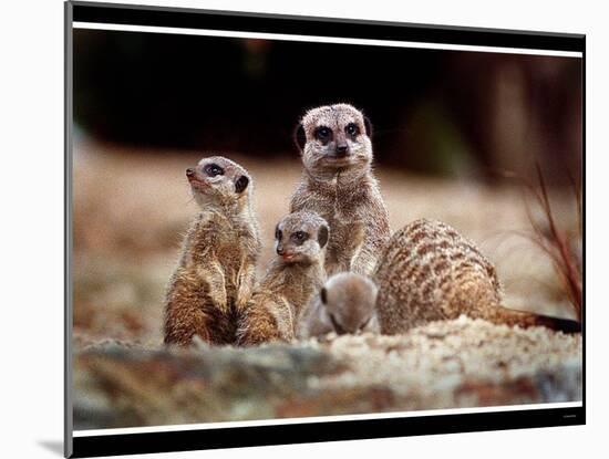 New Baby Meerkats at Edinburgh Zoo, September 1999-null-Mounted Photographic Print