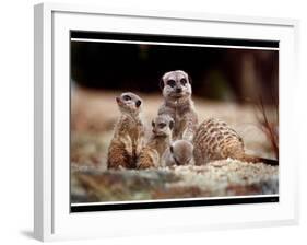 New Baby Meerkats at Edinburgh Zoo, September 1999-null-Framed Photographic Print