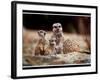 New Baby Meerkats at Edinburgh Zoo, September 1999-null-Framed Photographic Print