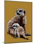 New Baby Meerkats on Golden Yellow, 2020, (Pen and Ink)-Mike Davis-Mounted Giclee Print