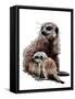 New Baby Meerkats on White, 2020, (Pen and Ink)-Mike Davis-Framed Stretched Canvas