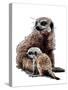 New Baby Meerkats on White, 2020, (Pen and Ink)-Mike Davis-Stretched Canvas