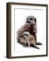 New Baby Meerkats on White, 2020, (Pen and Ink)-Mike Davis-Framed Giclee Print