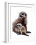 New Baby Meerkats on White, 2020, (Pen and Ink)-Mike Davis-Framed Giclee Print