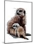 New Baby Meerkats on White, 2020, (Pen and Ink)-Mike Davis-Mounted Giclee Print