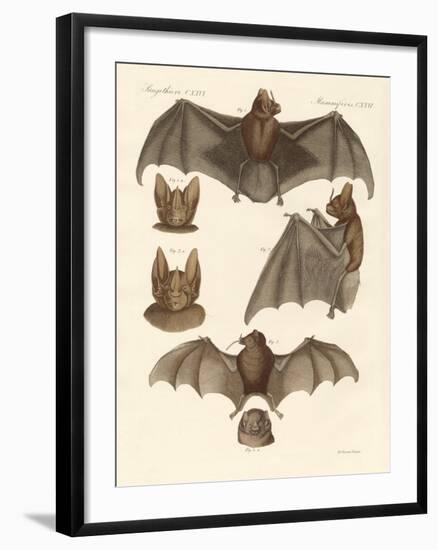 New Bats-null-Framed Giclee Print