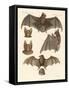 New Bats-null-Framed Stretched Canvas