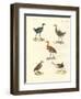 New Birds-null-Framed Giclee Print