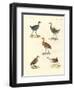 New Birds-null-Framed Giclee Print