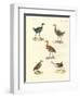 New Birds-null-Framed Giclee Print