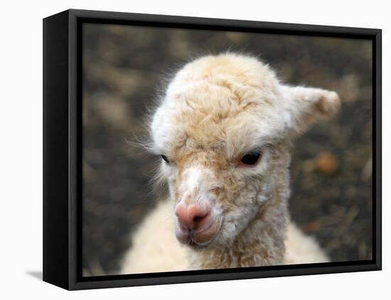 New Born Alpaca-Ifistand-Framed Stretched Canvas