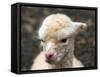 New Born Alpaca-Ifistand-Framed Stretched Canvas