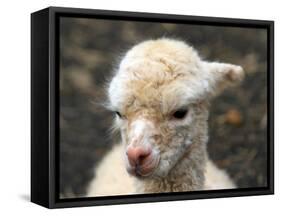 New Born Alpaca-Ifistand-Framed Stretched Canvas