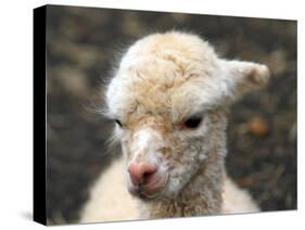 New Born Alpaca-Ifistand-Stretched Canvas