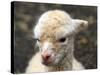 New Born Alpaca-Ifistand-Stretched Canvas