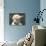 New Born Alpaca-Ifistand-Photographic Print displayed on a wall