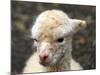 New Born Alpaca-Ifistand-Mounted Photographic Print