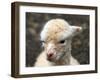 New Born Alpaca-Ifistand-Framed Photographic Print