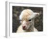 New Born Alpaca-Ifistand-Framed Photographic Print