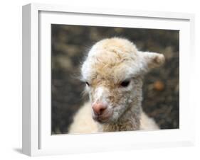 New Born Alpaca-Ifistand-Framed Photographic Print