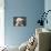 New Born Alpaca-Ifistand-Mounted Photographic Print displayed on a wall
