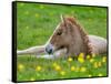 New Born Foal, Iceland-Arctic-Images-Framed Stretched Canvas