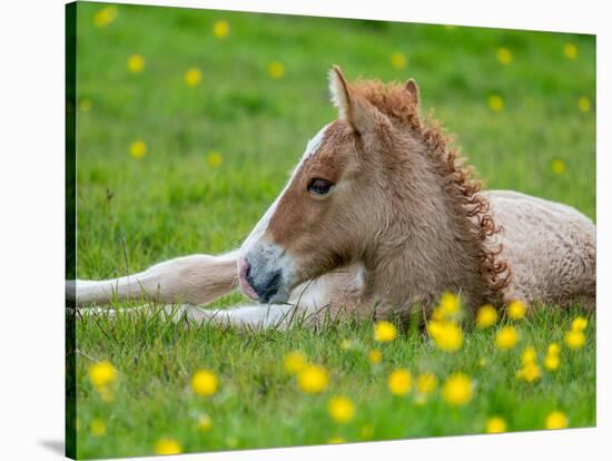 New Born Foal, Iceland-Arctic-Images-Stretched Canvas