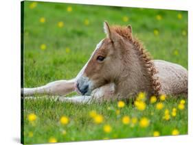 New Born Foal, Iceland-Arctic-Images-Stretched Canvas