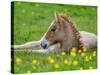 New Born Foal, Iceland-Arctic-Images-Stretched Canvas