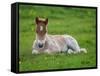 New Born Foal, Iceland-Arctic-Images-Framed Stretched Canvas