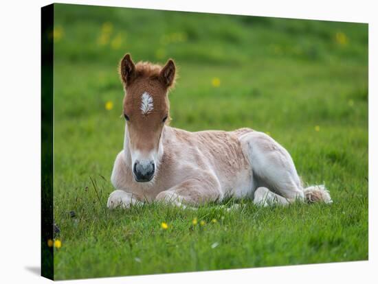 New Born Foal, Iceland-Arctic-Images-Stretched Canvas