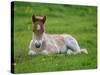 New Born Foal, Iceland-Arctic-Images-Stretched Canvas