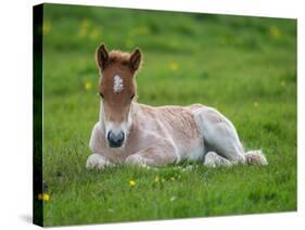 New Born Foal, Iceland-Arctic-Images-Stretched Canvas