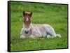 New Born Foal, Iceland-Arctic-Images-Framed Stretched Canvas